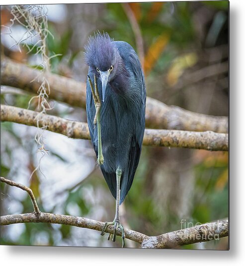 Herons Metal Print featuring the photograph That Feels Great - Little Blue Heron by DB Hayes