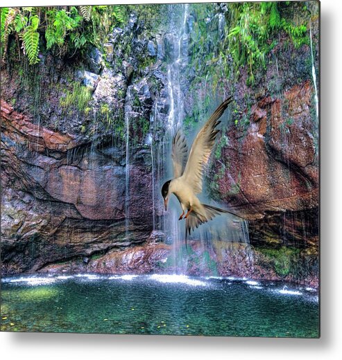Bird Metal Print featuring the photograph The Dive by Patricia Dennis