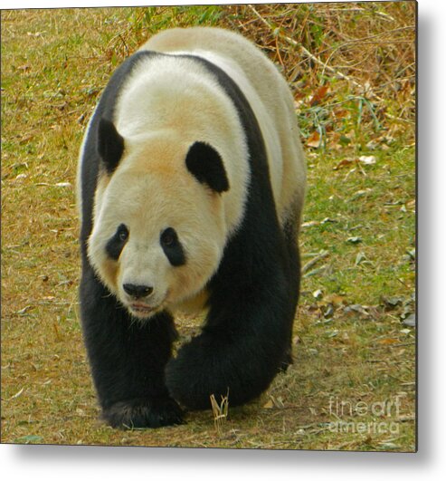 Animal Metal Print featuring the photograph Tian Tian - Papa Panda by Emmy Marie Vickers