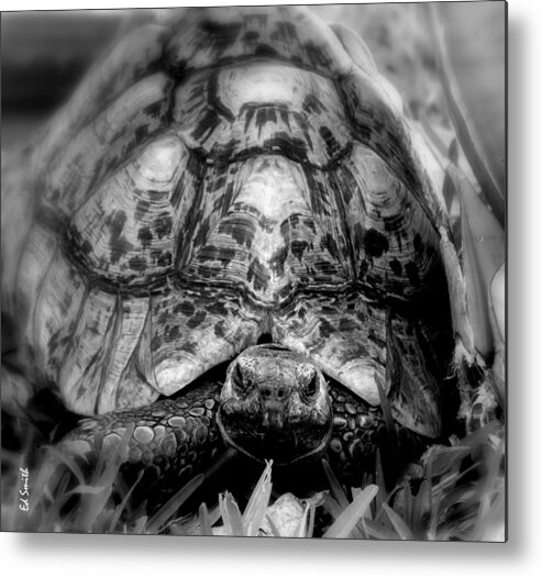 Tortalicious Metal Print featuring the photograph Tortalicious by Edward Smith