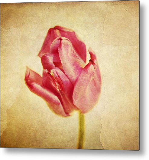 Tulips Metal Print featuring the photograph Tulip in the wind by Cathie Tyler