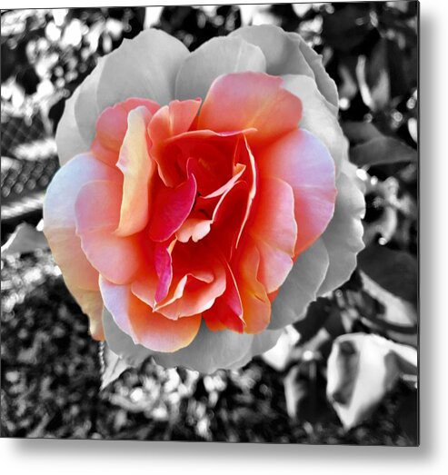 Rose Metal Print featuring the photograph Variation by Brad Hodges