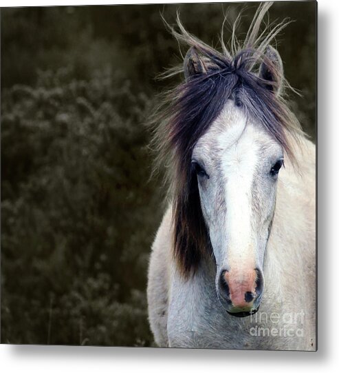 Horse Metal Print featuring the photograph White Horse by Sebastian Mathews Szewczyk