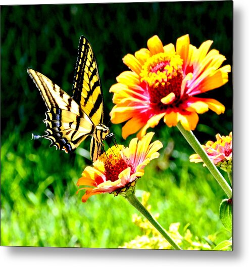 Nature Metal Print featuring the photograph Yellow Butterfly on Flower by Amy McDaniel