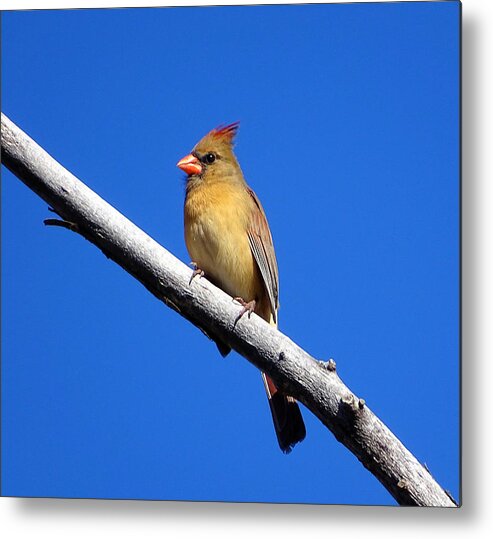 Little Bird Metal Print featuring the photograph Young Cardinal bird by Lilia S