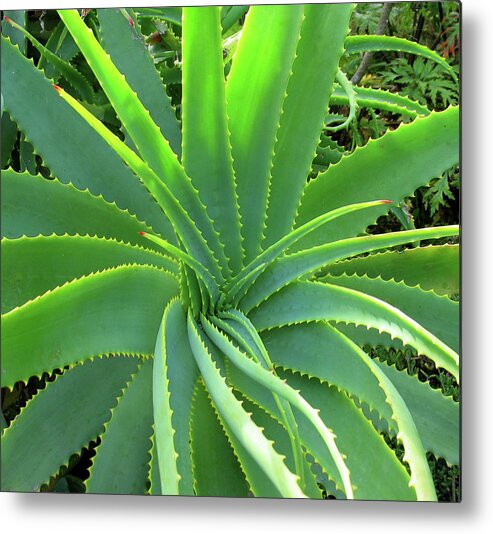 Natural Pattern Metal Print featuring the photograph Aloe Vera - Healing Plant #1 by Lubilub