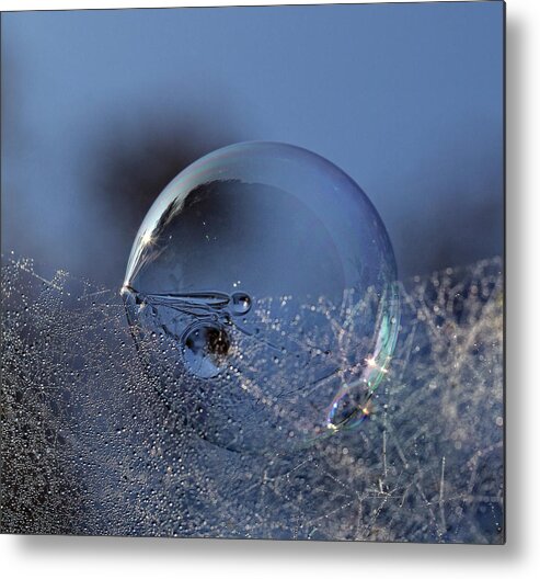 Macro Metal Print featuring the photograph Blue Bubble Morning #1 by Kent Mathiesen