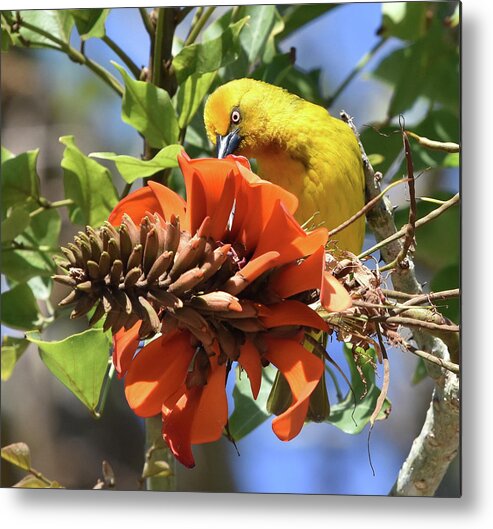 Weaver Metal Print featuring the photograph Cape Weaver by Ben Foster