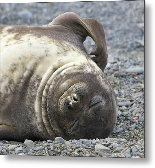South Georgia Island Metal Print featuring the photograph Southern Elephant Seal Weaner Pup #1 by Eastcott Momatiuk