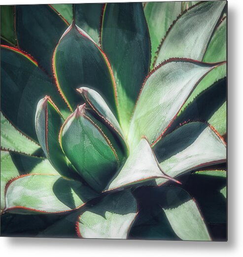 Cactus Metal Print featuring the photograph Desert Cactus Blue Glow Agave by Julie Palencia