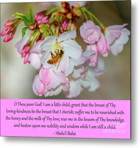 Cherry Metal Print featuring the photograph A Little Child Prayer, No. 6 by Baha'i Writings As Art