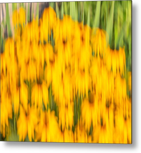 Sunflowers Metal Print featuring the photograph Abstract Rudbeckia 2018-1 by Thomas Young