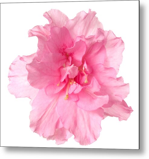 White Background Metal Print featuring the photograph Azalea by Vidok
