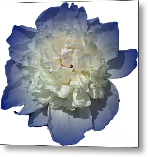 Blue Metal Print featuring the photograph Blue Peony Flower Designed for Shirts by Delynn Addams