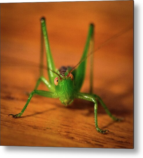 Bug Metal Print featuring the photograph Bug by Michelle Wittensoldner