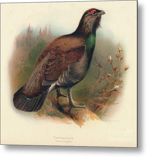 Social Issues Metal Print featuring the drawing Capercaillie Tetrao Urogallus, 1900 by Print Collector