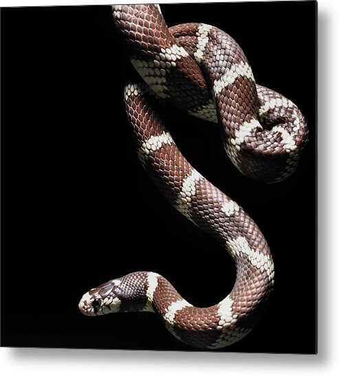 Pets Metal Print featuring the photograph Close Up Of California Kingsnake by Henrik Sorensen