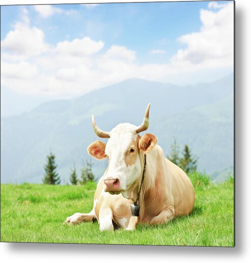 Horned Metal Print featuring the photograph Cow On Meadow by Alexsava