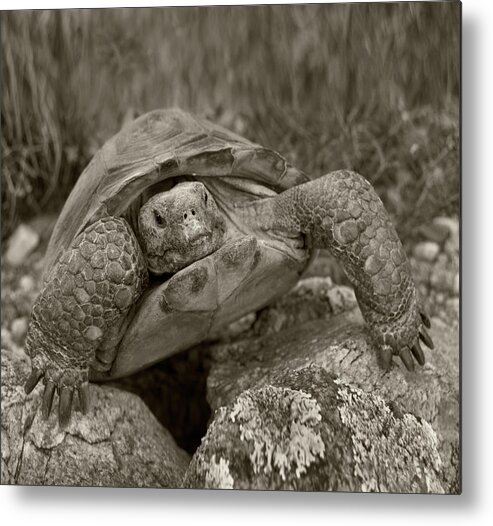 Disk1215 Metal Print featuring the photograph Desert Tortoise Arizona by Tim Fitzharris