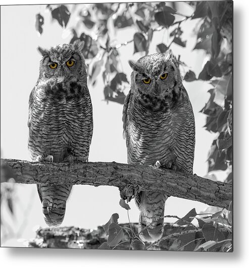 Loree Johnson Photography Metal Print featuring the photograph Double Owl Bonus - Selective Color by Loree Johnson