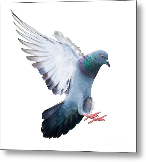 Pigeon Metal Print featuring the photograph Flying Pigeon Bird In Action Isolated by Mrs ya
