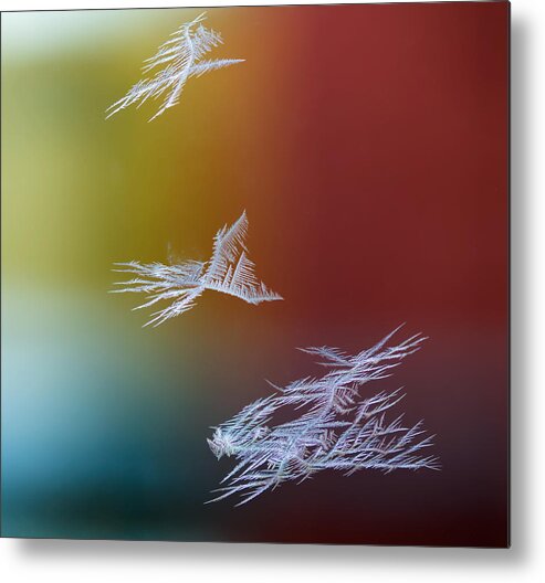 Macro Metal Print featuring the photograph Flying Snow Stars On A Window by Par Soderman