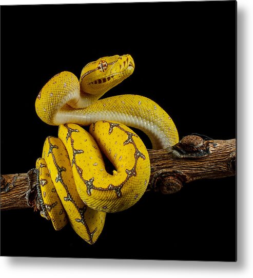 Animal Themes Metal Print featuring the photograph Green Tree Python Ready To Strike by Johnstarkeyphotography