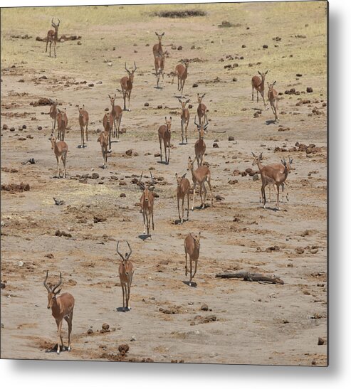 Impala Metal Print featuring the photograph Impala Coming to Water by Ben Foster