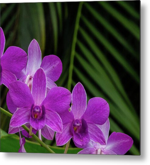 Hawaii Metal Print featuring the photograph Purple Orchids by Doug Davidson