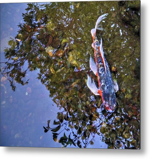 Koi Metal Print featuring the photograph Koi Abstract by Peter Mooyman