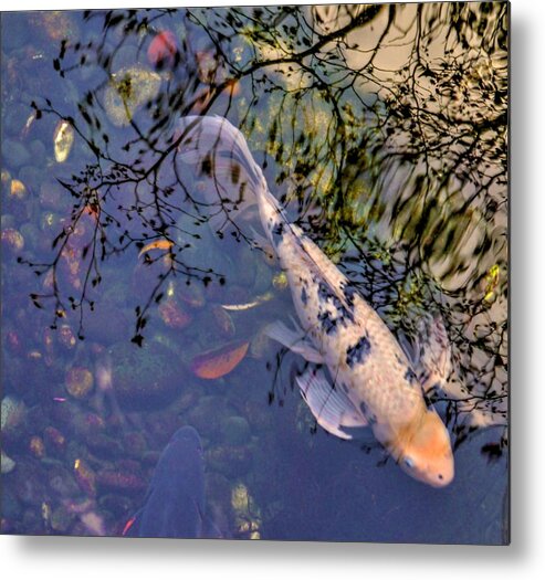 Koi Metal Print featuring the photograph Koi and Reflections by Peter Mooyman