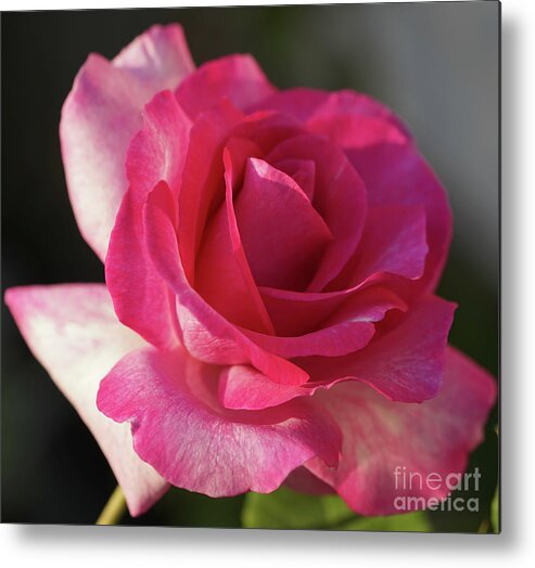Rose Metal Print featuring the photograph Late October Rose by Cathy Donohoue