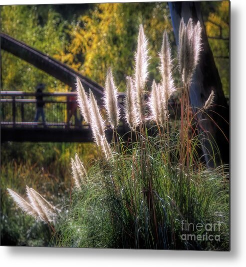 Autumn Metal Print featuring the photograph Light Nature Cattails Explore by Chuck Kuhn