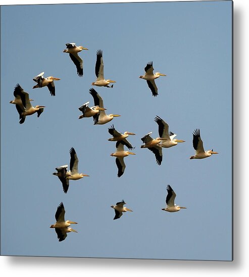 Following Metal Print featuring the photograph Migration Of Birds by Haykirdi