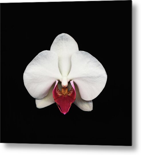Black Background Metal Print featuring the photograph Moth Orchid Against Black Background by Mike Hill