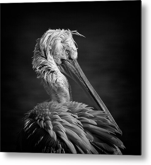 Pelican Metal Print featuring the photograph Pelican by C.s. Tjandra