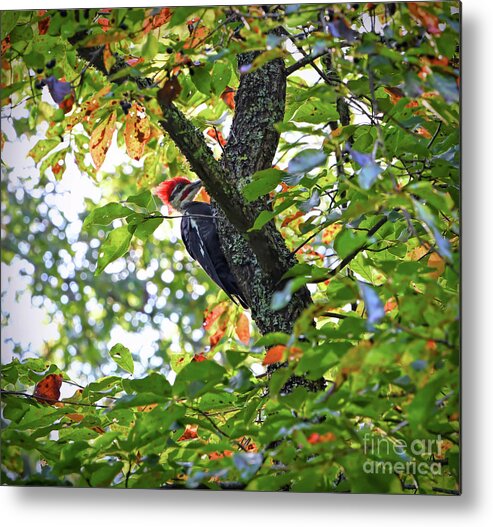 Pileated Woodpecker Metal Print featuring the photograph Pileated Woodpecker by Kerri Farley