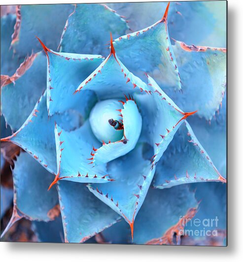 Small Metal Print featuring the photograph Sharp Pointed Agave Plant Leaves by Asharkyu