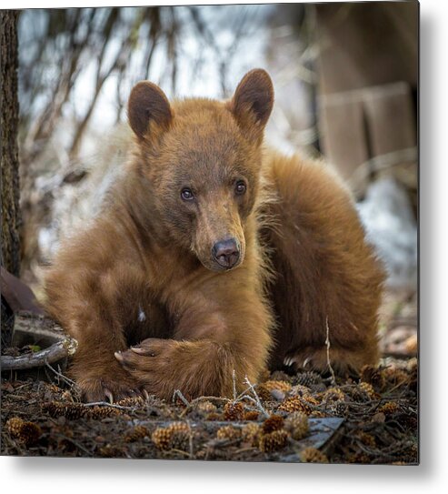 Bear Metal Print featuring the photograph Spring Bloom by Kevin Dietrich