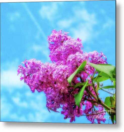 Toronto Metal Print featuring the photograph Spring Lilacs by Lenore Locken