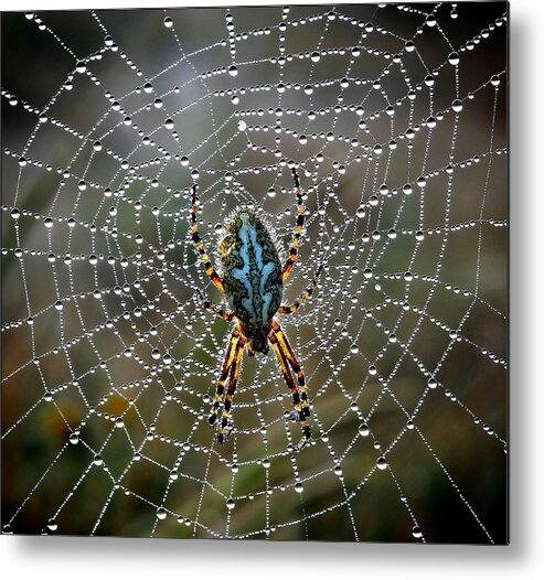 Macro Metal Print featuring the photograph The King by Alessandro Ferretti