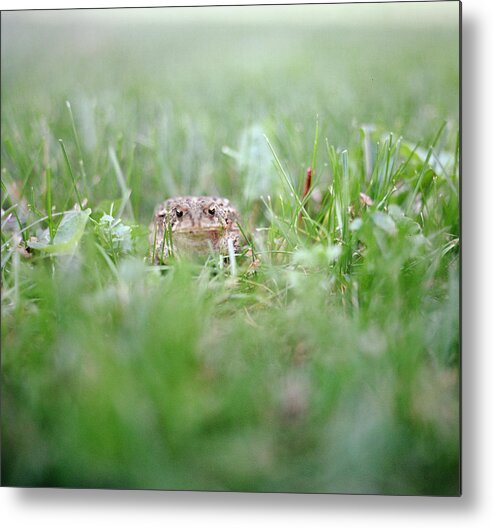 Animal Themes Metal Print featuring the photograph Toad In Grassy Lawn by Danielle D. Hughson
