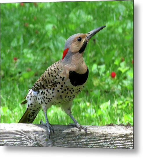 Woodpeckers Metal Print featuring the photograph Yellow-shafted Northern Flicker by Linda Stern