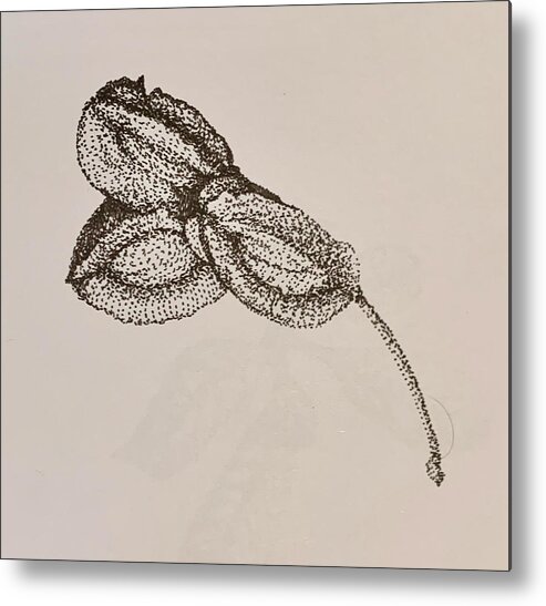 Seed Metal Print featuring the drawing Seedpod #3 by Franci Hepburn