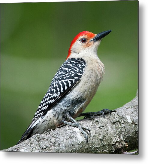 Male Red-bellied Woodpecker Metal Print featuring the photograph Male Red-bellied Woodpecker #8 by Diane Giurco