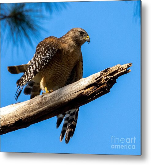 Hawk Metal Print featuring the photograph A Florida Red-Shouldered Hawk Hunting by L Bosco