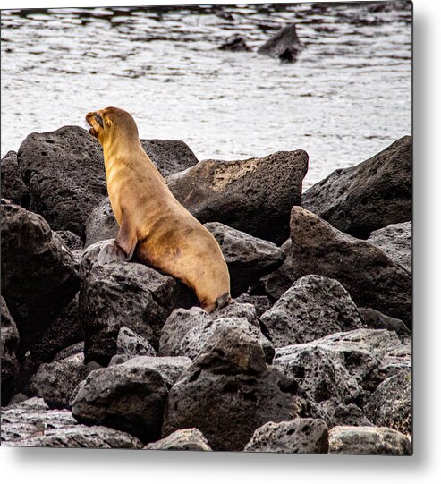 Sea Lion Metal Print featuring the photograph A Young Sea Lion Looking Out on the Ocean by L Bosco