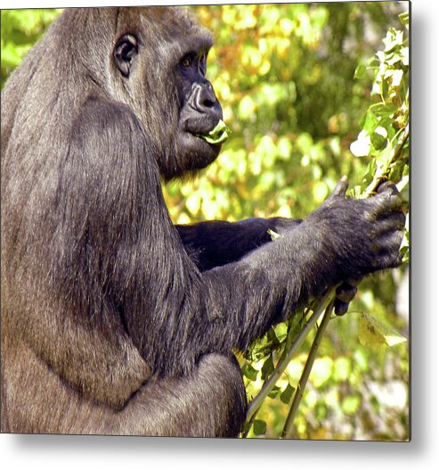 Primate Metal Print featuring the photograph Lunchtime by Kerry Obrist