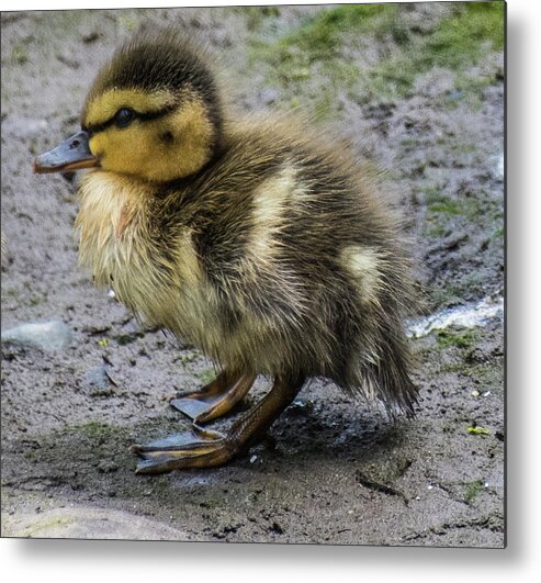 Baby Duck Metal Print featuring the photograph Awkward by Jerry Cahill