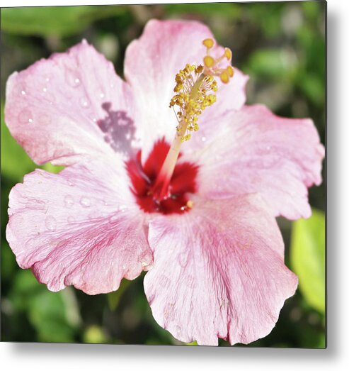 Flowers Metal Print featuring the pyrography Blushing Hibiscus by Tony Spencer
